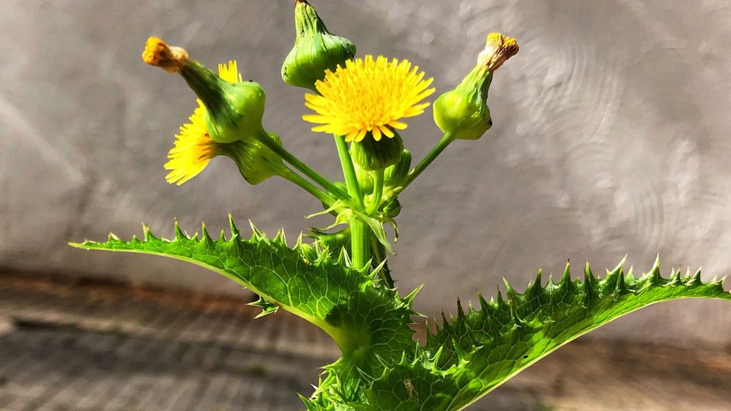 Planta serralha com folhas verdes